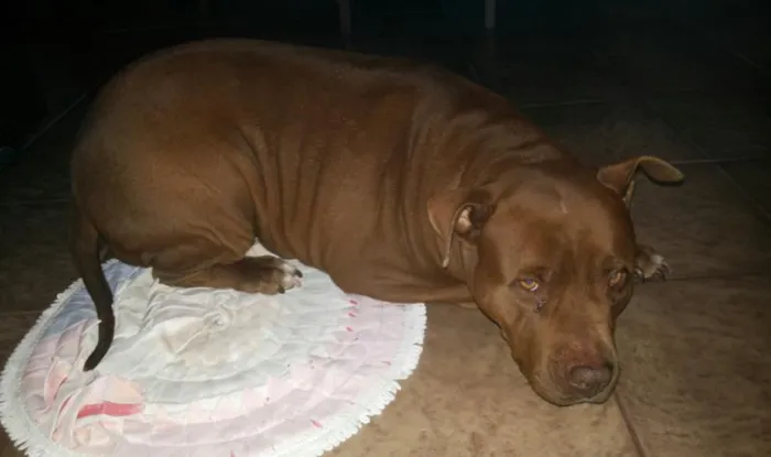 Cachorro ra a Pit-Bull idade 3 anos nome Chiva