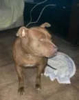 Chiva