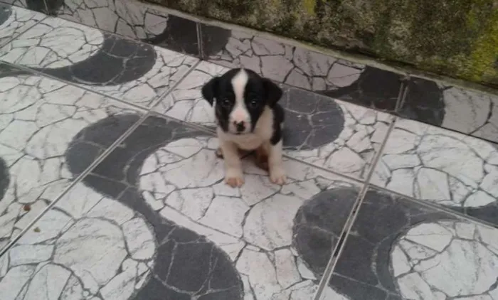 Cachorro ra a  idade 2 a 6 meses nome Princesa linda