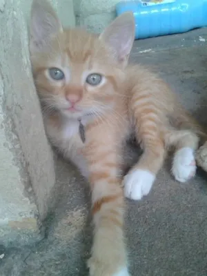 Gato raça Indefinido  idade 2 a 6 meses nome Alemão 