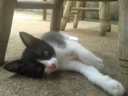 Gato raça  idade 2 a 6 meses nome Frajola
