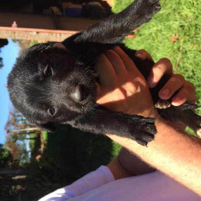 Cachorro ra a Pastor Alemão  idade  nome X