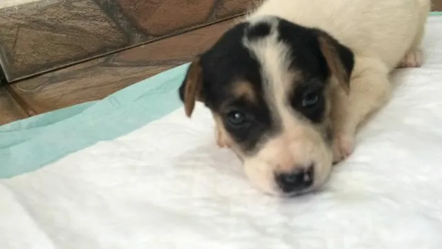 Cachorro ra a Pastor Alemão  idade  nome X