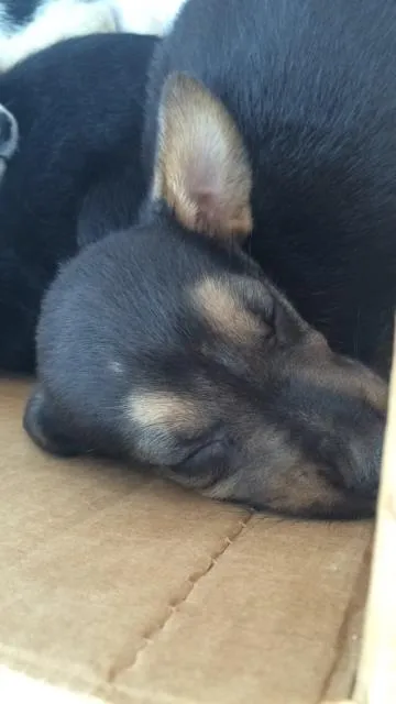 Cachorro ra a Pastor Alemão  idade  nome X