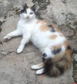 Gato raça  idade 1 ano nome Cindy