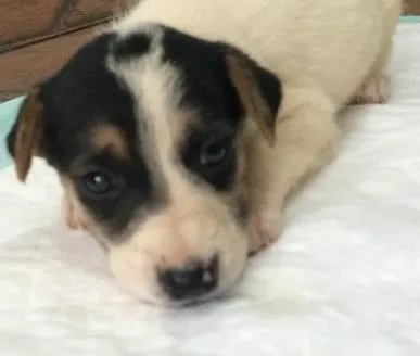 Cachorro ra a Pastor Alemão  idade  nome X