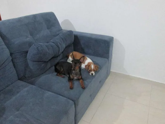 Cachorro ra a Pinscher idade 4 anos nome Marlene e wendi