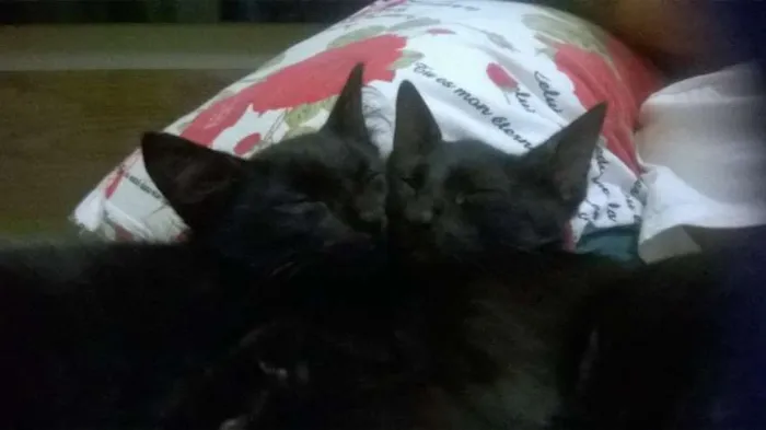 Gato ra a SRD idade 2 a 6 meses nome Pretinhos