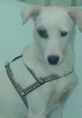 Cachorro raça vira-lata idade 2 anos nome BOB