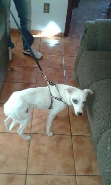 Cachorro ra a vira-lata idade 2 anos nome BOB