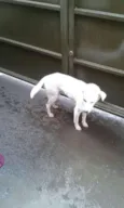 BOB