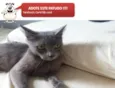 Gata Cinza