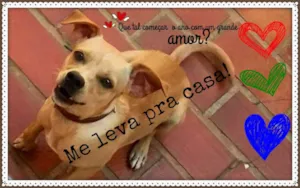 Cachorro raça SRD idade 7 a 11 meses nome Raio de Sol