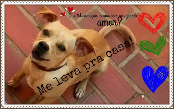 Cachorro ra a SRD idade 7 a 11 meses nome Raio de Sol