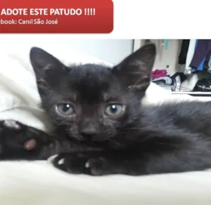 Gato raça SRD idade 2 a 6 meses nome Gata preta