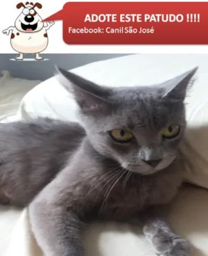Gato raça SRD idade  nome Gata Cinza