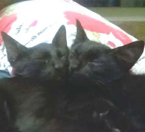 Gato ra a SRD idade 2 a 6 meses nome Pretinhos