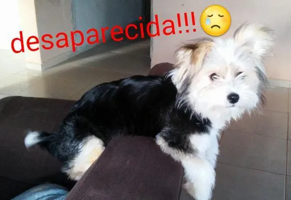 Cachorro ra a shcnauzer idade 2 a 6 meses nome suzy