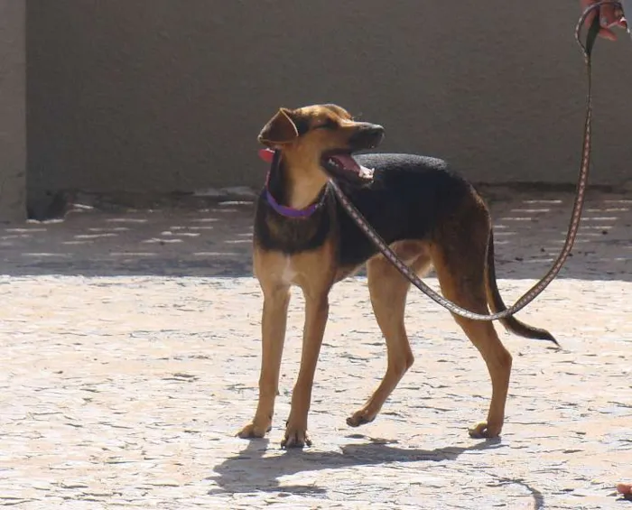 Cachorro ra a misturado com pastor alemão idade 7 a 11 meses nome * PINGO *