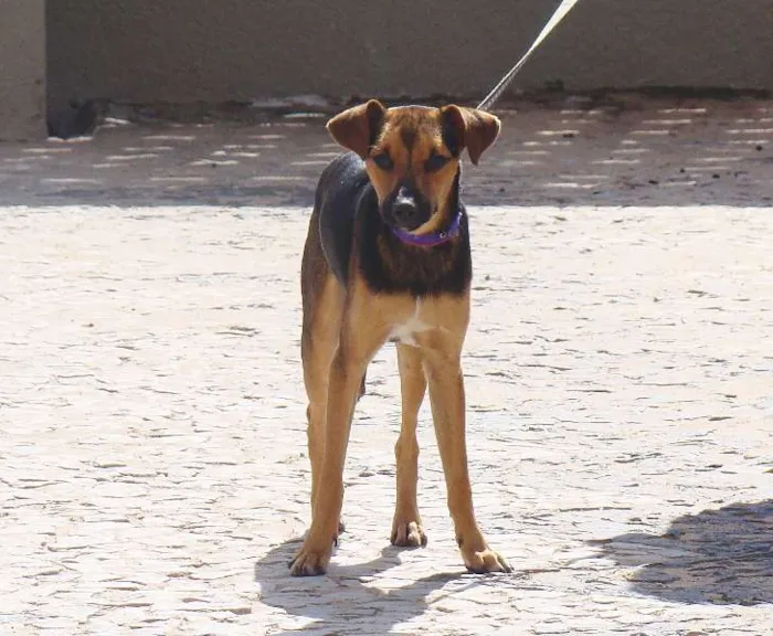 Cachorro ra a misturado com pastor alemão idade 7 a 11 meses nome * PINGO *