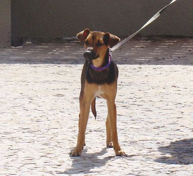 Cachorro ra a misturado com pastor alemão idade 7 a 11 meses nome * PINGO *