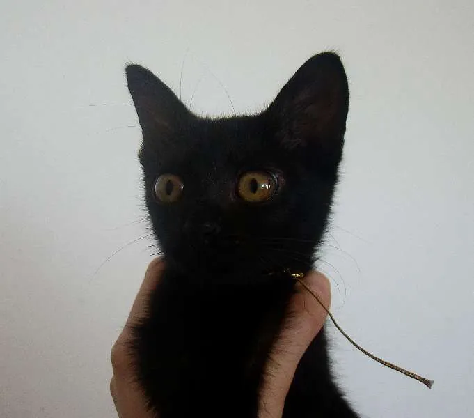 Gato ra a  idade 2 a 6 meses nome * RUBY * 