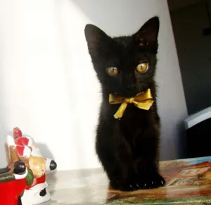 Gato raça  idade 2 a 6 meses nome * RUBY * 