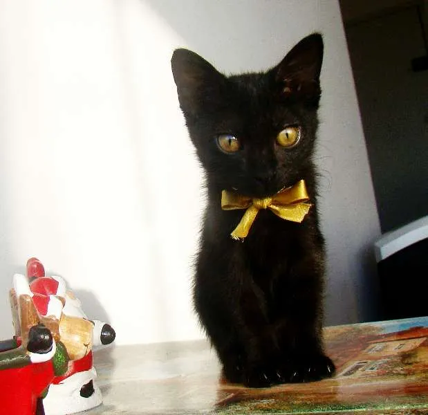 Gato ra a  idade 2 a 6 meses nome * RUBY * 
