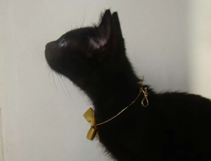 Gato ra a  idade 2 a 6 meses nome * RUBY * 