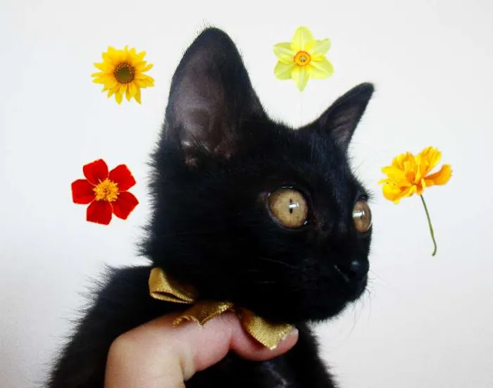 Gato ra a  idade 2 a 6 meses nome * RUBY * 