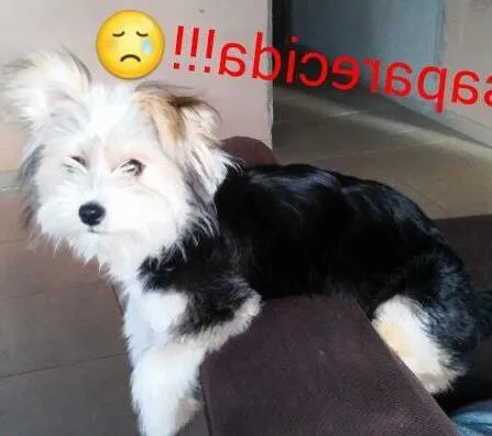Cachorro ra a shcnauzer idade 2 a 6 meses nome suzy