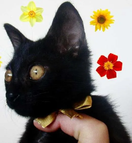 Gato ra a  idade 2 a 6 meses nome * RUBY * 