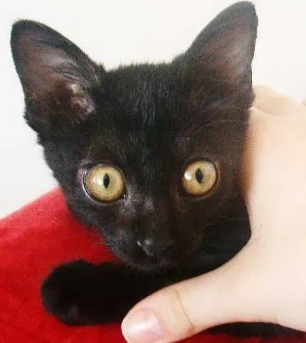Gato ra a  idade 2 a 6 meses nome * RUBY * 