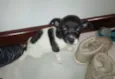 Pituca