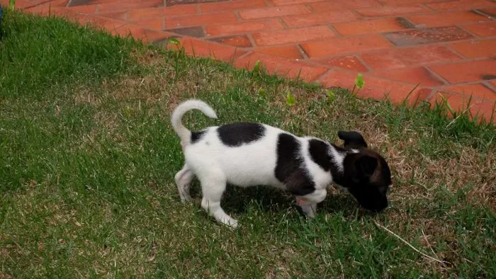 Cachorro ra a SRD idade Abaixo de 2 meses nome Pituca