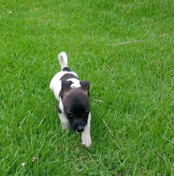 Cachorro ra a SRD idade Abaixo de 2 meses nome Pituca