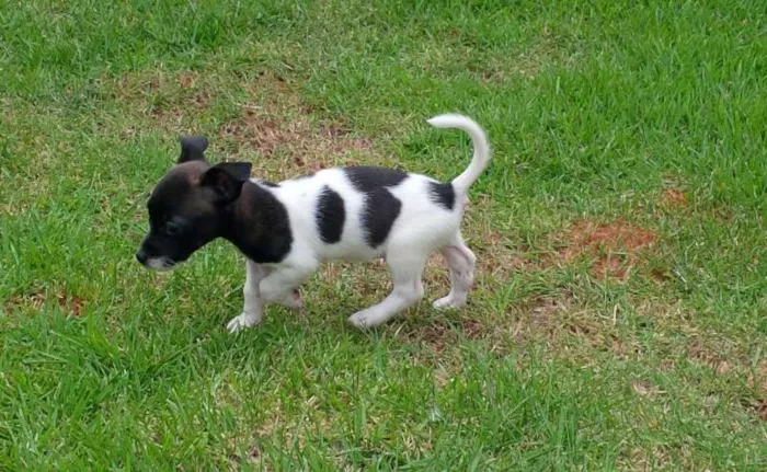 Cachorro ra a SRD idade Abaixo de 2 meses nome Pituca