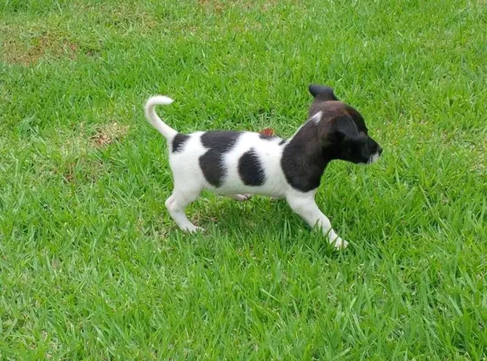 Cachorro ra a SRD idade Abaixo de 2 meses nome Pituca
