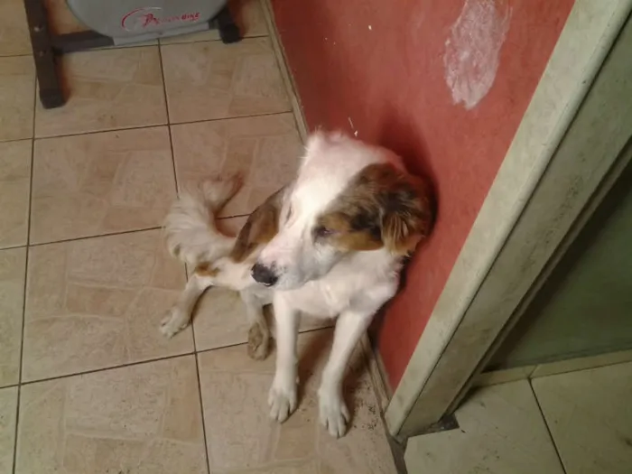 Cachorro ra a não sei idade 1 ano nome Dick