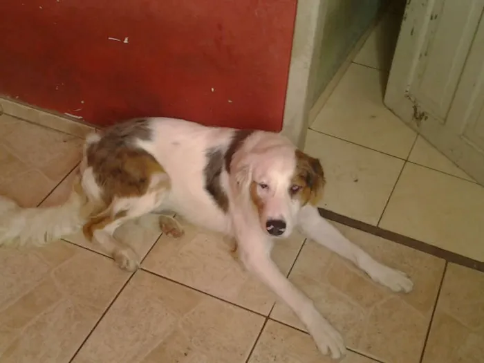 Cachorro ra a não sei idade 1 ano nome Dick