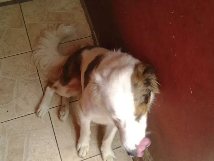 Cachorro ra a não sei idade 1 ano nome Dick