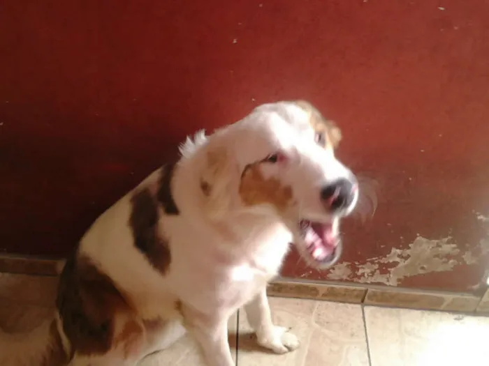 Cachorro ra a não sei idade 1 ano nome Dick
