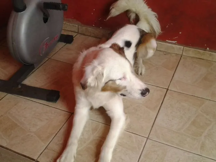Cachorro ra a não sei idade 1 ano nome Dick