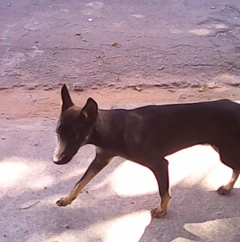Cachorro ra a SRD idade  nome Lisa