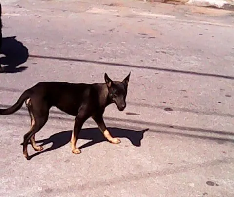 Cachorro ra a SRD idade  nome Lisa