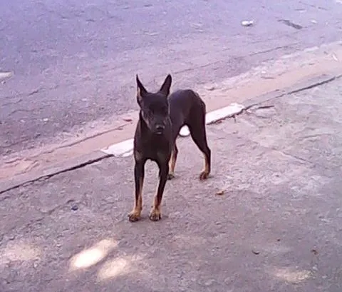 Cachorro ra a SRD idade  nome Lisa