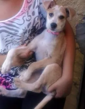 Cachorro ra a Indefinida idade 7 a 11 meses nome Jully