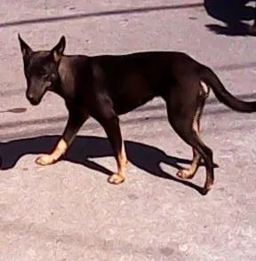 Cachorro raça SRD idade  nome Lisa