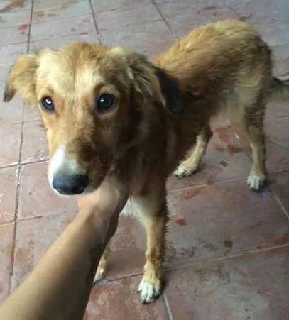 Cachorro ra a vira-lata idade 2 a 6 meses nome Hope