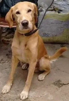 Cachorro raça Labrador idade 5 anos nome dingo